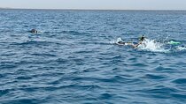VIP Trip to Magawich island & Snorkeling & Dolphins 50%