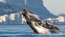 Boat Tour - Snorkeling with Turtles or Whale Watching Experience
