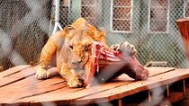 Animal Orphanage with Safari Walk and Bomas of Kenya Guided Tour