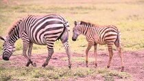 7 Day Ultimate Big Five Wildlife Adventure