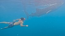 Cebu Splash Adventure: Swim with Sharks & Canyoneering + Lunch