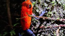 Frog Sanctuary Tour at Night 