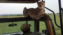 3 Days Masai Mara Budget Camping Safari on 4X4 Land Cruiser