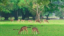 Full Day Bogor Botanical Garden And Puncak Highland Tour
