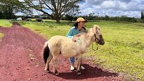 Ranch Tour & Animal Encounters