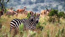 4 Day Uganda Queen Elizabeth Park & Chimpanzee Safari from Rwanda