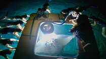 Manta Ray Snorkel Experience 