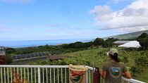 Kona Coffee Farm Tour from Tree to Tasting Room