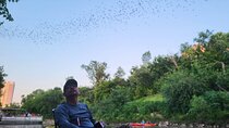 Downtown Houston Bat and Skyline Kayaking Tour