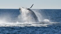 Sea Cliff Bridge Tours with Whale Watching and Wine Tasting