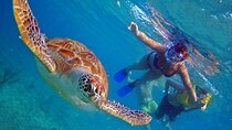 Full day Oahu´s North Shore Circle Island & Snorkeling w/ Turtles