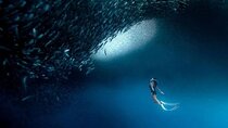 Cebu Tumalog, Inambakan Falls, Sardines and Whaleshark Watching