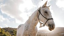 Paros Sunrise Horseback Riding to the Beach No Swimming
