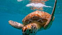 Akumal Snorkeling With Turtles
