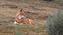 Discover Tour to Bale Mountains NP incl. Addis Ababa (3day)
