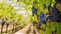 Private Chianti Half Day Vineyards Escape