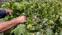 Hvar Wine Tour with Wine Tasting in a Local Winery