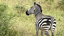 5 Days: Serengeti ,Ngorongoro and Tarangire Safari