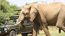 4-Day The Untamed Beauty of Maasai Mara & Nakuru at Sarova Lodges