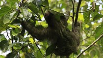 Guided Walking Sloths Observation 