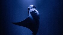 One Tank Manta Night Dive and Snorkel