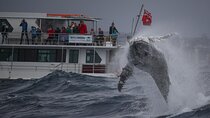 Awesome Sydney Lunch Cruise with Whale Watching Activity Tour
