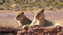 Big5 Safari Aquila Game Reserve and Wine Tasting 