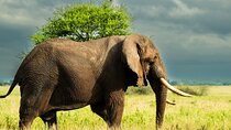 Zanzibar: 4-Day Safari Trip to Stunning Lake Natron