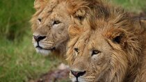 3-Day Fly-In Safari to the Iconic Serengeti