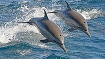 Swim with Dolphins (15 Min) & Transfers–Sharm El Sheikh