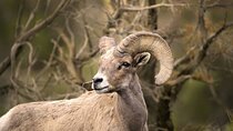Premier Wildlife Tours in Saguaro National Park