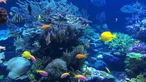 Mnemba Island Snorkeling