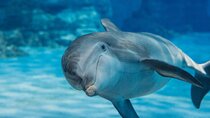 Memorable Photo Session with Dolphins with Transports – Hurghada