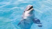 Dolphin House Boat Trip: Full-Day Snorkeling Excursion with Lunch