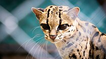 Wildlife & Waterways: Jaguar Rescue & Tortuguero Canals Tour