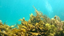 Dive Refresher Course