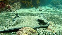 Try Scuba Dive