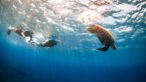 Snorkel with Turtles and Free Underwater Photos Lahaina