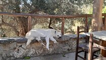 Eat & Crete Food Tour [out of the box]- Chania Villages