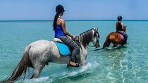 3-Hour Horseback Swimming Experience with transfer from Hurghada