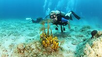 Boat Trip and Diving for Beginners–2 Dives Free Underwater Photos