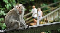 Private Ubud Monkey Forest, Waterfall, Rice Terrace and Temple