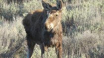 Grand Teton National Park - Sunrise Tour from Jackson Hole
