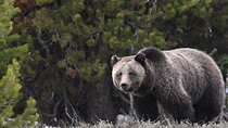 Grand Teton National Park - PRIVATE Sunrise Tour from Jackson Hole