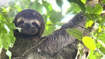 Private Nature Walk in Manuel Antonio National Park