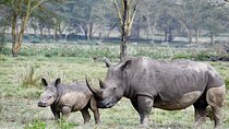 Thrilling 4 days of Masai Mara and Lake Nakuru safari
