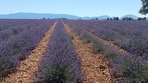 Provencal Elegance Lavender Olive Oil and Pistachio