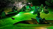 Sharkeys Glass Bottom Fish Feeding LED Night Tour Key West