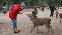Nara Private Car City Tour