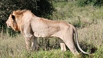 Early Morning Group Tour Nairobi National Park 5 Hour Game Drive